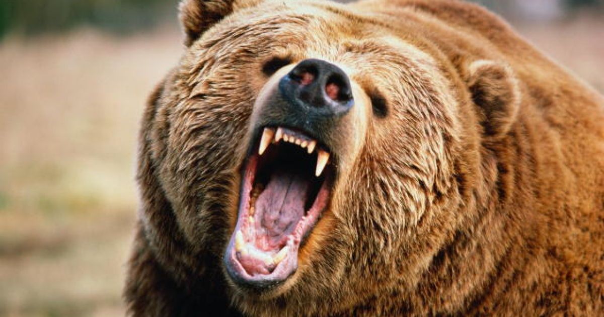 حمله خرس به کودک ۱۰ ساله در شهر دستنا - ایسنا