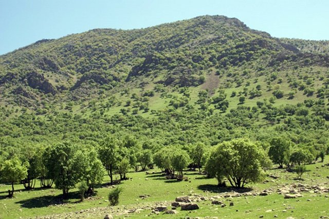 برنامه بوم‌سازگان زاگرس در راستای توسعه جنگل اجرایی می‌شود