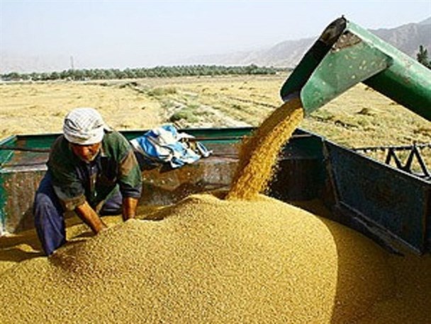 خرید گندم بذری در ایرانشهر از مرز 1000 تن گذشت