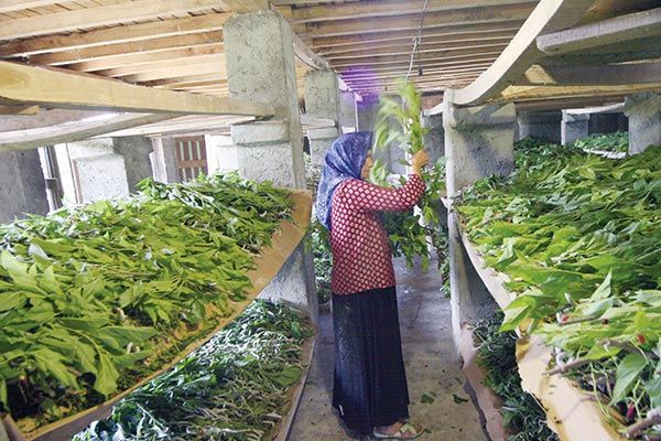فرماندار مهريز خبر داد؛
پرداخت تسهیلات اشتغالزايي به كارآفرينان روستايي
