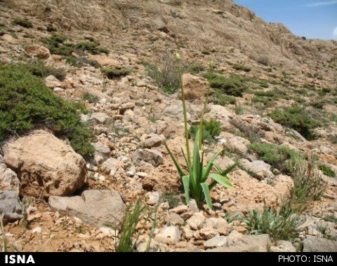 کاشت 25 هزار اصله گیاه دارویی باریجه در زنجان