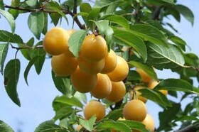 مهر با طعم «آلو» در راه است