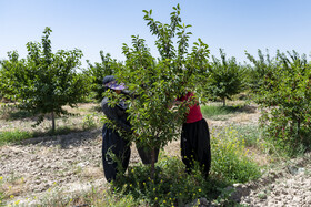 ۱۹ هکتار از مساحت باغ، درختان آلبالو مجاری شامل بوترمو و سیگانی است.