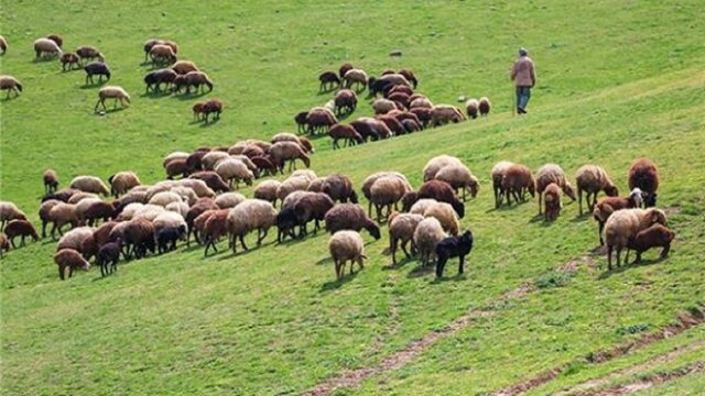 برخورد منابع طبیعی با چرای غیرمجاز دام در مراتع البرز