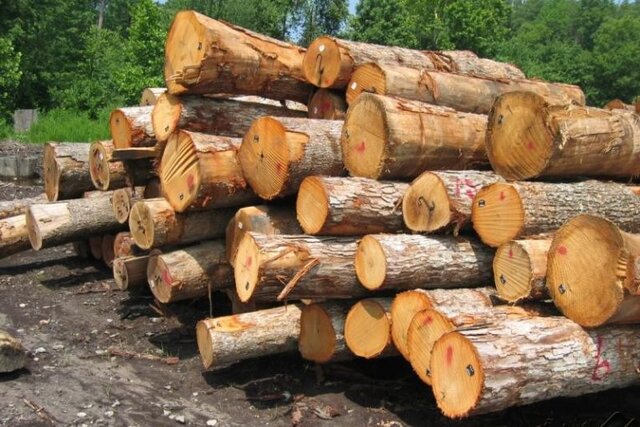 کاهش شدید واردات چوب به کشور