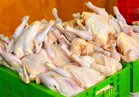توزیع مرغ ۱۸ هزار و ۵۰۰ تومانی در البرز