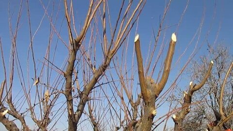 قبل از اولین برف، هرس زمستانه درختان سطح شهر کرج به پایان می‌رسد