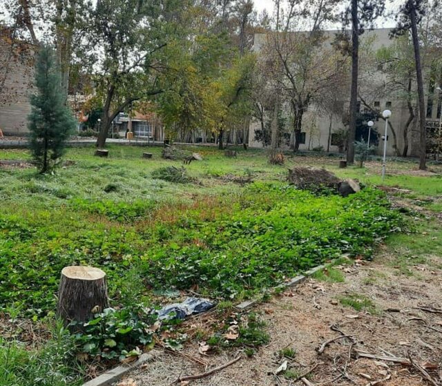 دانشگاه تهران: قطع تعدادی درخت در پردیس کشاورزی مربوط به امسال نیست