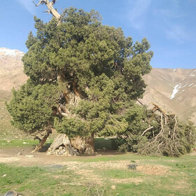 توضیح میراث فرهنگی درباره شکسته شدن درخت ۲۷۰۰ ساله البرز
