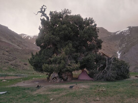 باد، برف و انسان، عوامل شکستن یک درخت ۲۷۰۰ ساله در البرز