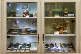 تعدادی جمجمه انسان که متعلق به فرانسه بوده است در موزه وجود دارد. تعدادی از این جمجمه‌ها مربوط به انسان‌های اولیه است.