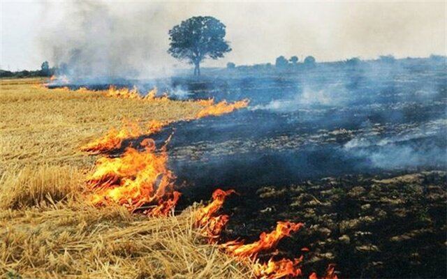 آتش زدن بقایای محصولات کشاورزی جرم است

