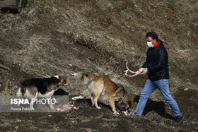 نیمی از یوزهای آسیایی توسط سگ‌ها کشته شده‌اند