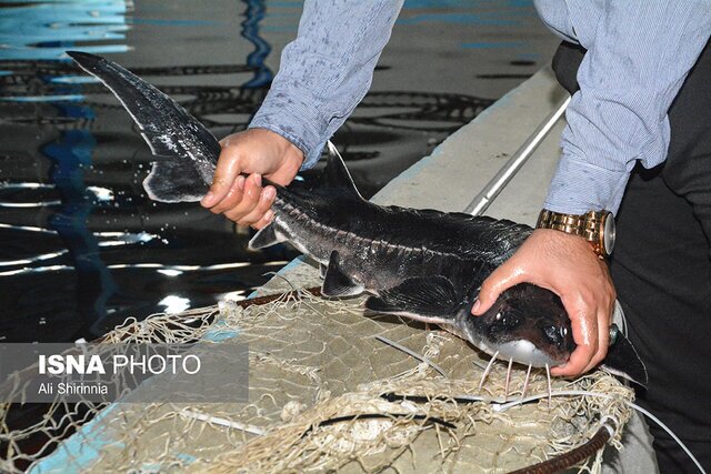 تولید بیش از ۱۱ هزار کیلوگرم ماهی خاویاری در استان البرز