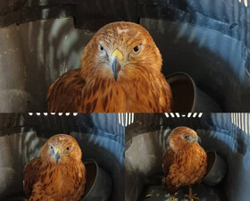 تحویل یک سارگپه مصدوم به محیط زیست البرز