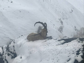 شیوع دوباره طاعون نشخوار کنندگان در طالقان