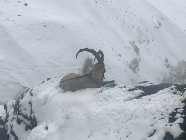 شیوع دوباره طاعون نشخوار کنندگان در طالقان شیوع دوباره طاعون نشخوار کنندگان در طالقان
