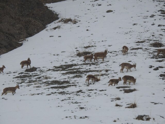 آغاز سرشماری پستانداران شاخص در منطقه حفاظت شده البرز جنوبی آغاز سرشماری پستانداران شاخص در منطقه حفاظت شده البرز جنوبی