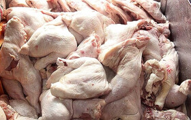 کشف بیش از ۴۰۰ کیلوگرم مرغ فاسد در ساوجبلاغ