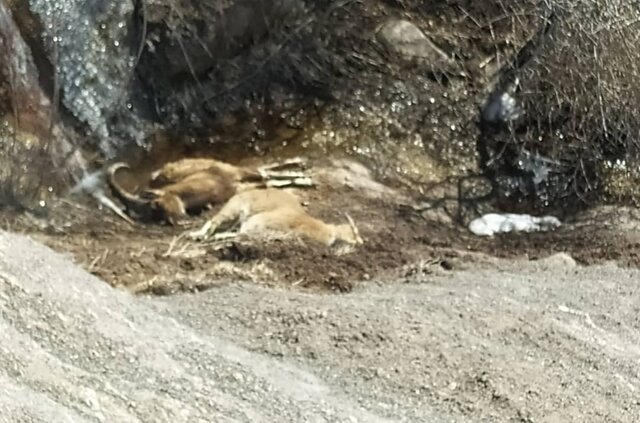 سومین موج شیوع طاعون نشخوار کنندگان کوچک در البرز