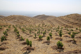 کاشت ۴۱ هزار اصله درخت مثمر در اراضی لشکر ۱۰ البرز