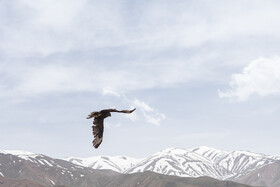 بازگشت تعدادی از گونههای حیات وحش به طبیعت 25