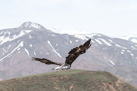 بازگشت تعدادی از گونههای حیات وحش به طبیعت 27