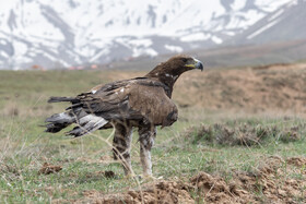 بازگشت تعدادی از گونههای حیات وحش به طبیعت 26