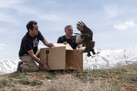 بازگشت تعدادی از گونههای حیات وحش به طبیعت 21