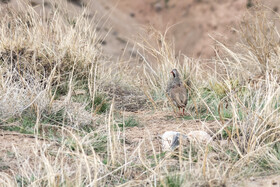بازگشت تعدادی از گونههای حیات وحش به طبیعت 10
