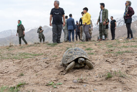 بازگشت تعدادی از گونههای حیات وحش به طبیعت 14