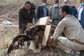 بازگشت تعدادی از گونههای حیات وحش به طبیعت 24