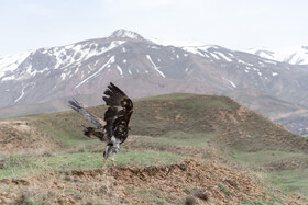 بازگشت تعدادی از گونههای حیات وحش به طبیعت 17