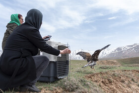 بازگشت تعدادی از گونههای حیات وحش به طبیعت 16