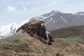 بازگشت تعدادی از گونههای حیات وحش به طبیعت 18