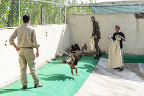 بازگشت تعدادی از گونههای حیات وحش به طبیعت 2