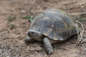 بازگشت تعدادی از گونههای حیات وحش به طبیعت 15