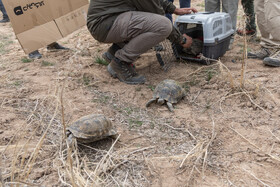 بازگشت تعدادی از گونههای حیات وحش به طبیعت 13