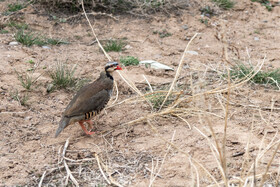 بازگشت تعدادی از گونههای حیات وحش به طبیعت 12