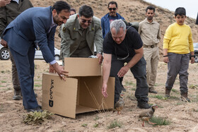 بازگشت تعدادی از گونههای حیات وحش به طبیعت 9