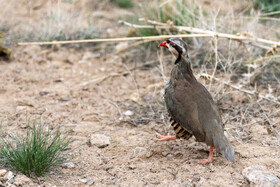 بازگشت تعدادی از گونههای حیات وحش به طبیعت 11