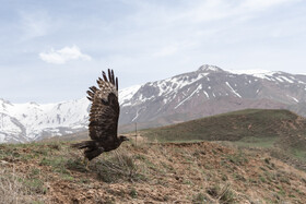 بازگشت تعدادی از گونههای حیات وحش به طبیعت 19