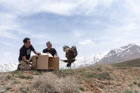 بازگشت تعدادی از گونههای حیات وحش به طبیعت 8