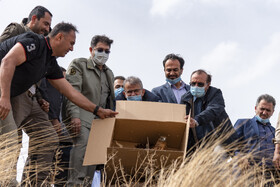 بازگشت تعدادی از گونههای حیات وحش به طبیعت 6