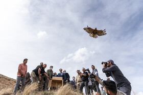 بازگشت تعدادی از گونههای حیات وحش به طبیعت 7