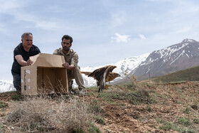 بازگشت تعدادی از گونههای حیات وحش به طبیعت 22