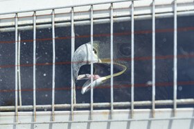 بازگشت تعدادی از گونههای حیات وحش به طبیعت 3