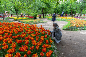 آغاز جشنواره لاله‌های آسارا با رونمایی از ۲.۵ میلیون لاله رنگارنگ