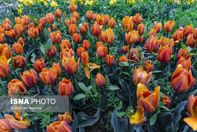 جشنواره گل لاله یک جاذبه گردشگری برای البرز است