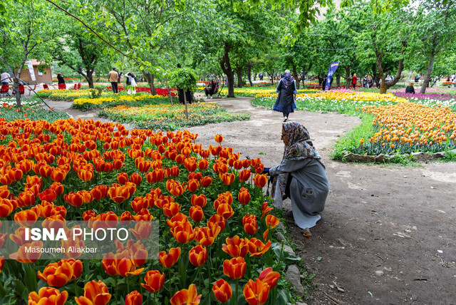 آغاز جشنواره لاله‌های آسارا با رونمایی از ۲.۵ میلیون لاله رنگارنگ